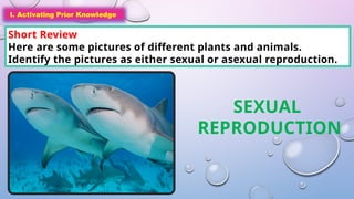I. Activating Prior Knowledge
Short Review
Here are some pictures of different plants and animals.
Identify the pictures as either sexual or asexual reproduction.
I. Activating Prior Knowledge
SEXUAL
REPRODUCTION
 