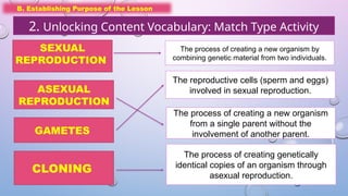 B. Establishing Purpose of the Lesson
2. Unlocking Content Vocabulary: Match Type Activity
ASEXUAL
REPRODUCTION
GAMETES
CLONING
The process of creating a new organism
from a single parent without the
involvement of another parent.
The reproductive cells (sperm and eggs)
involved in sexual reproduction.
The process of creating genetically
identical copies of an organism through
asexual reproduction.
SEXUAL
REPRODUCTION
The process of creating a new organism by
combining genetic material from two individuals.
 