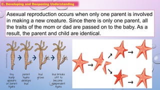 C. Developing and Deepening Understanding
Asexual reproduction occurs when only one parent is involved
in making a new creature. Since there is only one parent, all
the traits of the mom or dad are passed on to the baby. As a
result, the parent and child are identical.
 