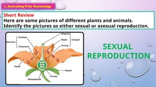 I. Activating Prior Knowledge
Short Review
Here are some pictures of different plants and animals.
Identify the pictures as either sexual or asexual reproduction.
I. Activating Prior Knowledge
SEXUAL
REPRODUCTION
 