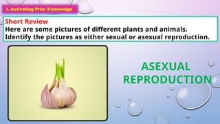 I. Activating Prior Knowledge
Short Review
Here are some pictures of different plants and animals.
Identify the pictures as either sexual or asexual reproduction.
I. Activating Prior Knowledge
ASEXUAL
REPRODUCTION
 