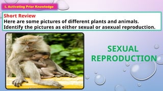 I. Activating Prior Knowledge
Short Review
Here are some pictures of different plants and animals.
Identify the pictures as either sexual or asexual reproduction.
I. Activating Prior Knowledge
SEXUAL
REPRODUCTION
 