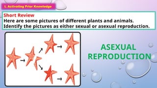 I. Activating Prior Knowledge
Short Review
Here are some pictures of different plants and animals.
Identify the pictures as either sexual or asexual reproduction.
I. Activating Prior Knowledge
ASEXUAL
REPRODUCTION
 