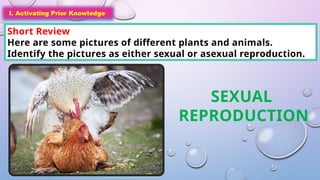 I. Activating Prior Knowledge
Short Review
Here are some pictures of different plants and animals.
Identify the pictures as either sexual or asexual reproduction.
I. Activating Prior Knowledge
SEXUAL
REPRODUCTION
 