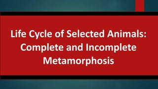 Life Cycle of Selected Animals:
Complete and Incomplete
Metamorphosis
 