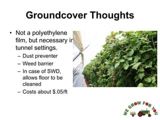 Groundcover Thoughts
• Not a polyethylene
film, but necessary in
tunnel settings.
– Dust preventer
– Weed barrier
– In case of SWD,
allows floor to be
cleaned
– Costs about $.05/ft
 