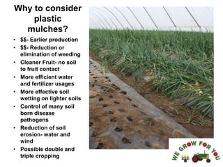 Why to consider
plastic
mulches?
• $$- Earlier production
• $$- Reduction or
elimination of weeding
• Cleaner Fruit- no soil
to fruit contact
• More efficient water
and fertilizer usages
• More effective soil
wetting on lighter soils
• Control of many soil
born disease
pathogens
• Reduction of soil
erosion- water and
wind
• Possible double and
triple cropping
 