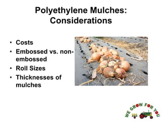 Polyethylene Mulches:
Considerations
• Costs
• Embossed vs. non-
embossed
• Roll Sizes
• Thicknesses of
mulches
 
