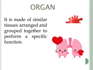 Orgains Topic Q2L2 - Levels Of Biological Organization In An Organism.pptx