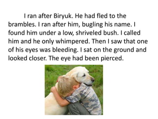 I ran after Biryuk. He had fled to the
brambles. I ran after him, bugling his name. I
found him under a low, shriveled bush. I called
him and he only whimpered. Then I saw that one
of his eyes was bleeding. I sat on the ground and
looked closer. The eye had been pierced.
 