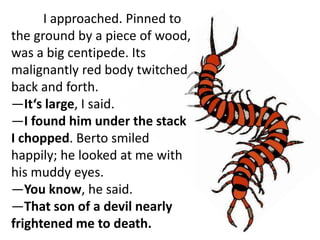 I approached. Pinned to
the ground by a piece of wood,
was a big centipede. Its
malignantly red body twitched
back and forth.
―It‘s large, I said.
―I found him under the stack
I chopped. Berto smiled
happily; he looked at me with
his muddy eyes.
―You know, he said.
―That son of a devil nearly
frightened me to death.
 