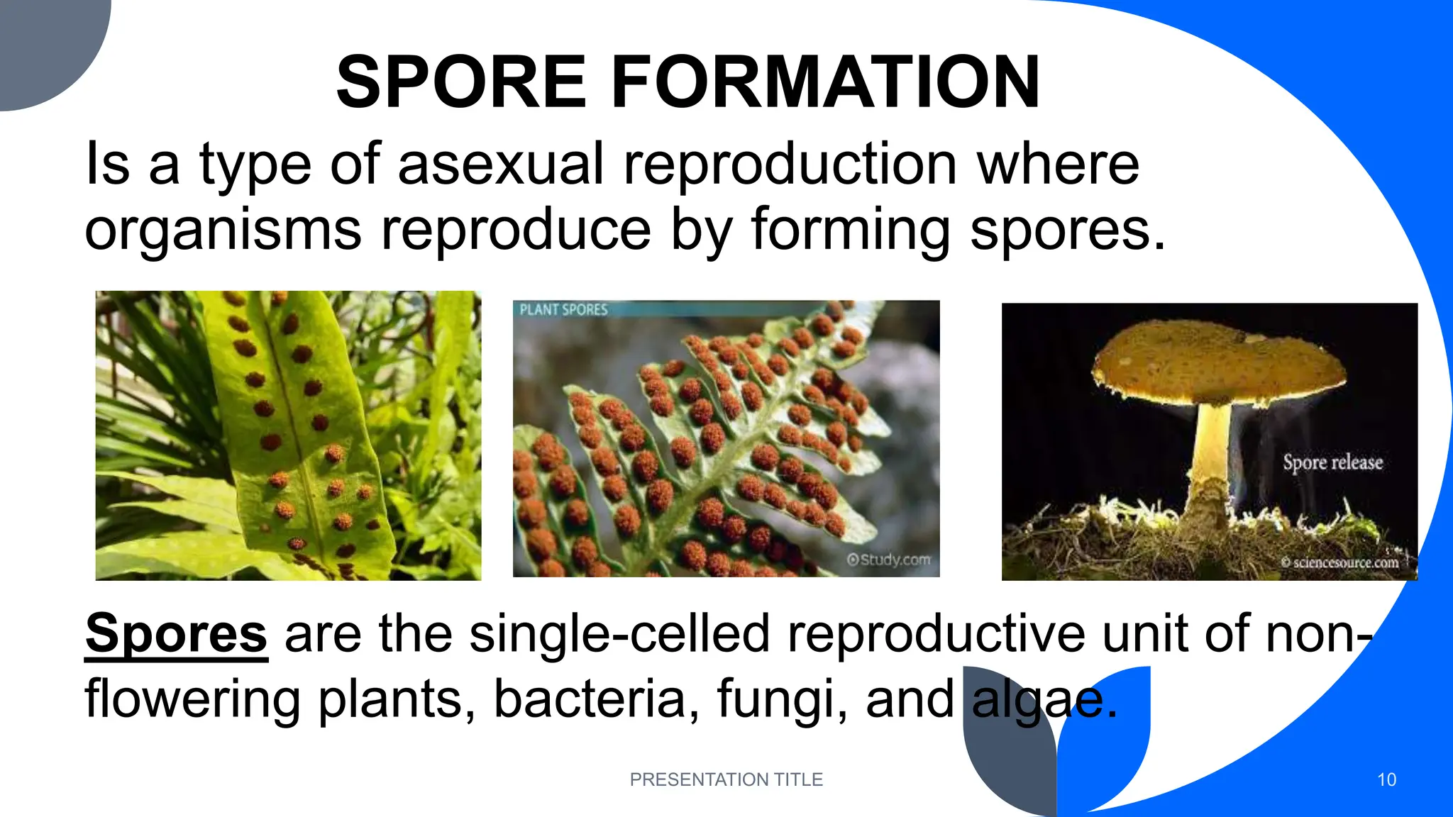 SPORE FORMATION
Is a type of asexual reproduction where
organisms reproduce by forming spores.
PRESENTATION TITLE 10
Spores are the single-celled reproductive unit of non-
flowering plants, bacteria, fungi, and algae.
 