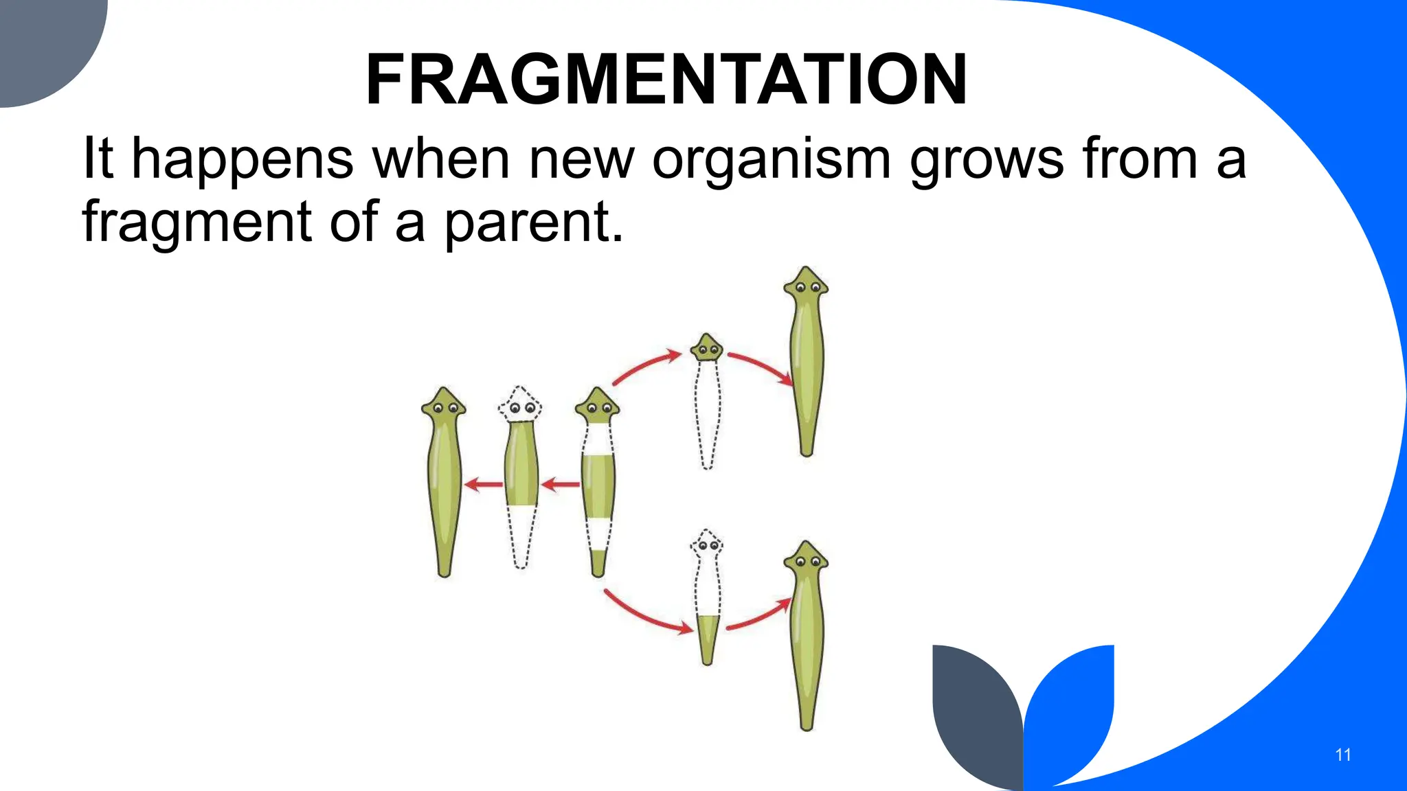 FRAGMENTATION
It happens when new organism grows from a
fragment of a parent.
11
 