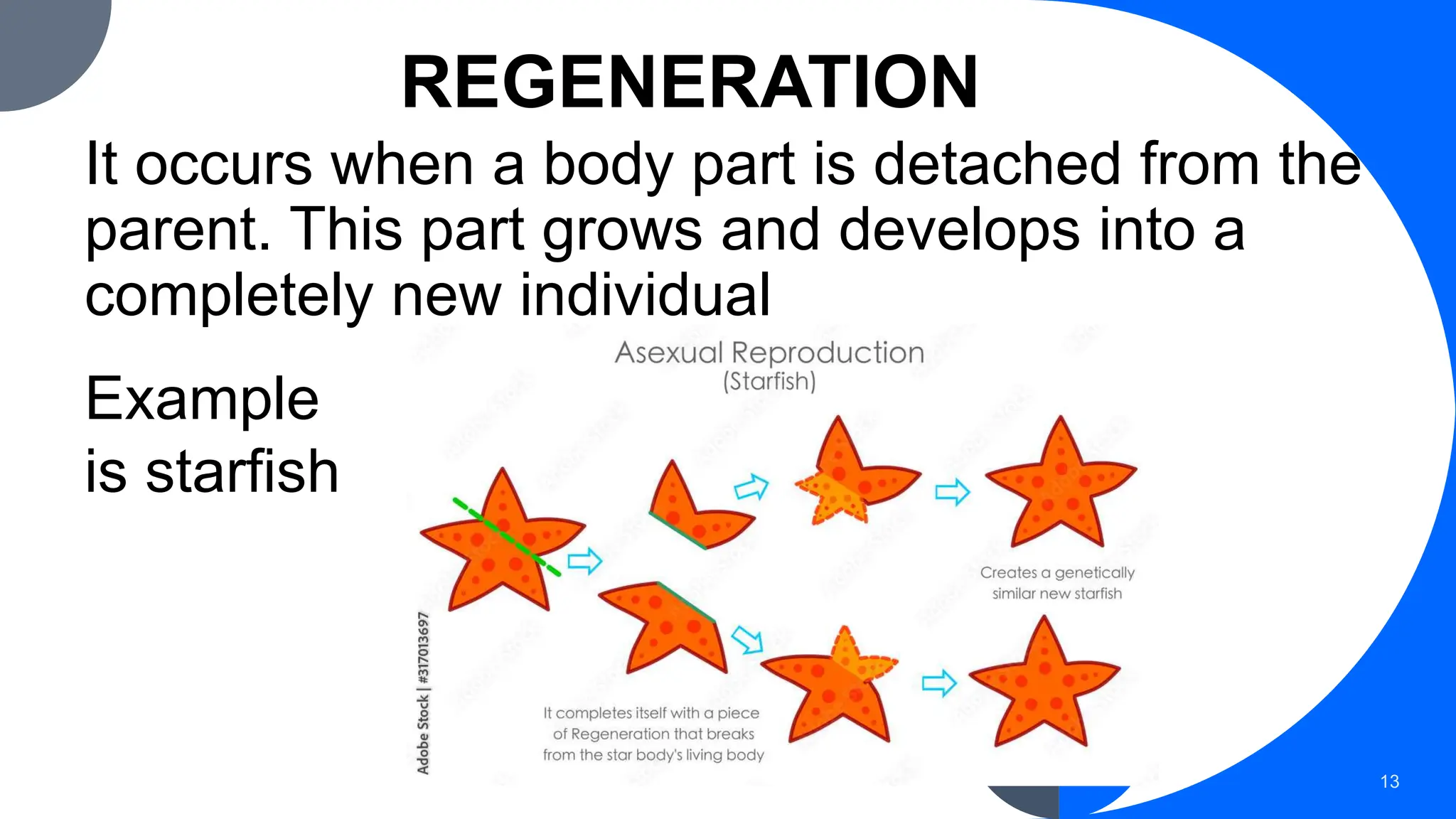 REGENERATION
It occurs when a body part is detached from the
parent. This part grows and develops into a
completely new individual
13
Example
is starfish
 