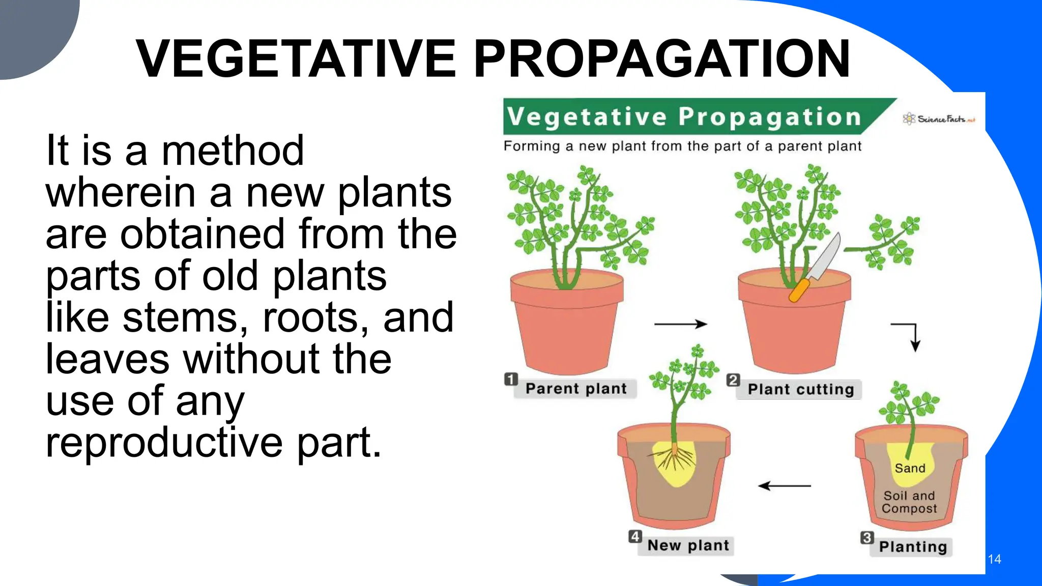 VEGETATIVE PROPAGATION
It is a method
wherein a new plants
are obtained from the
parts of old plants
like stems, roots, and
leaves without the
use of any
reproductive part.
14
 