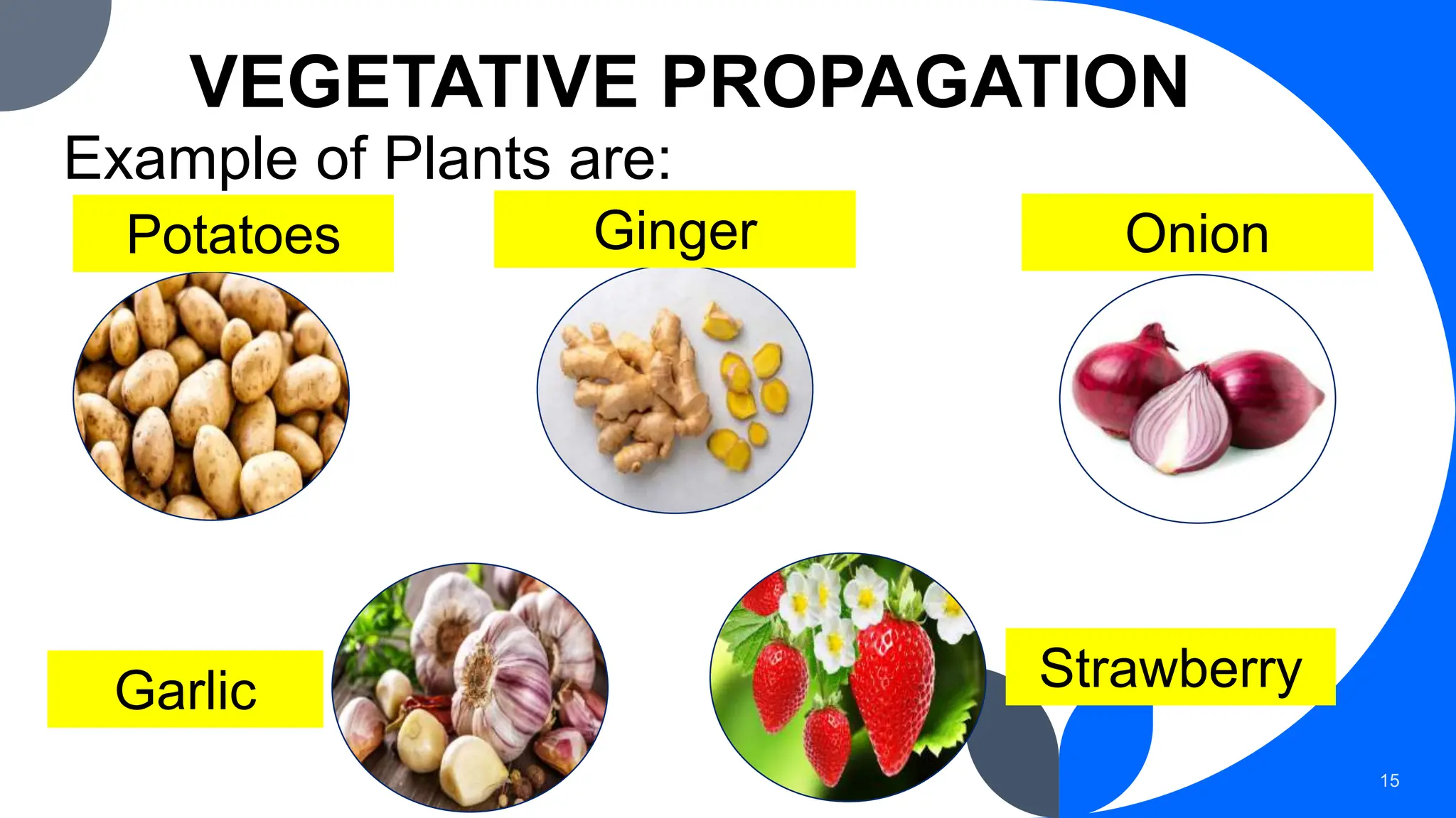 VEGETATIVE PROPAGATION
Example of Plants are:
15
Potatoes Ginger Onion
Garlic Strawberry
 