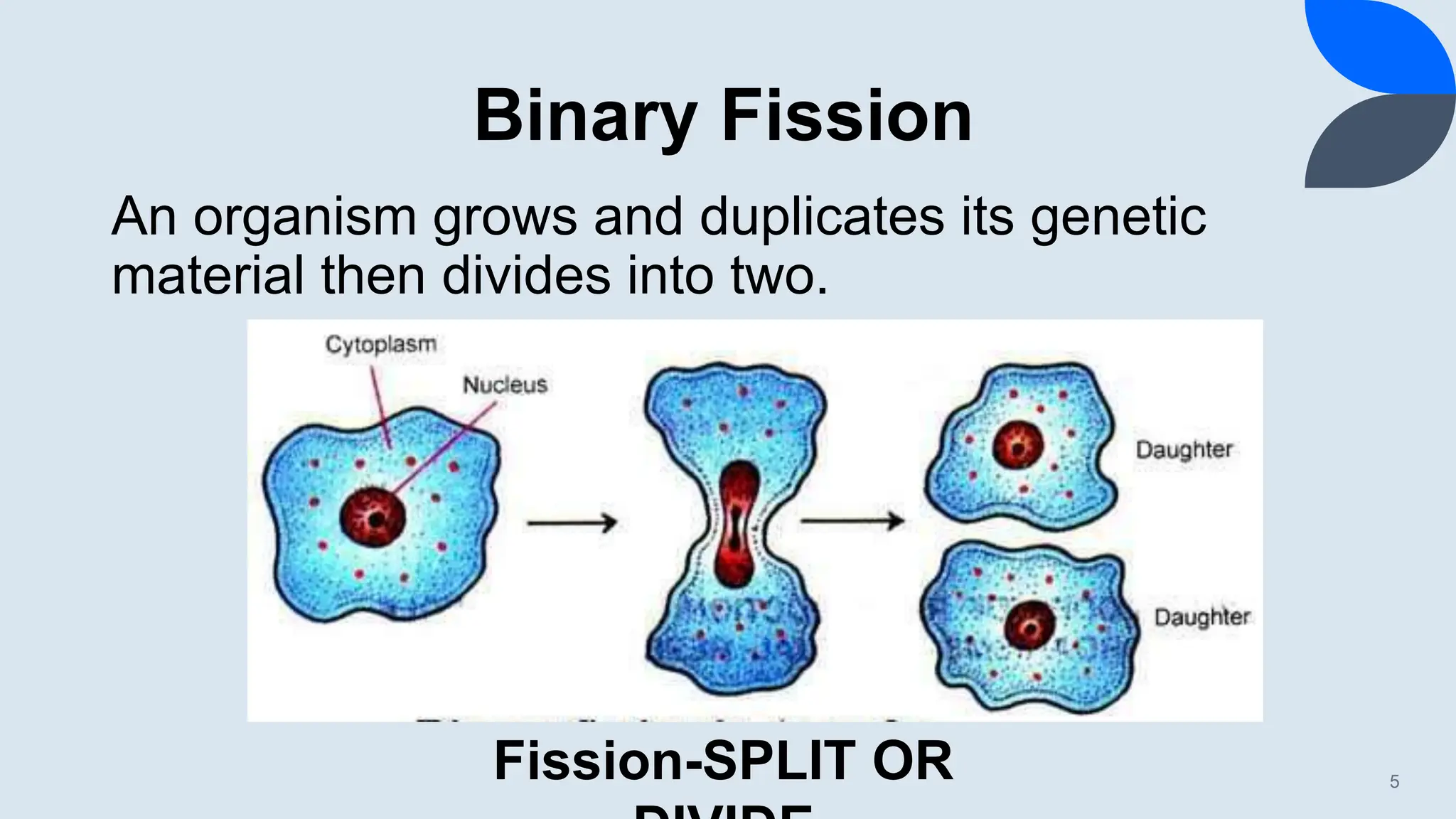 Binary Fission
5
An organism grows and duplicates its genetic
material then divides into two.
Fission-SPLIT OR
 