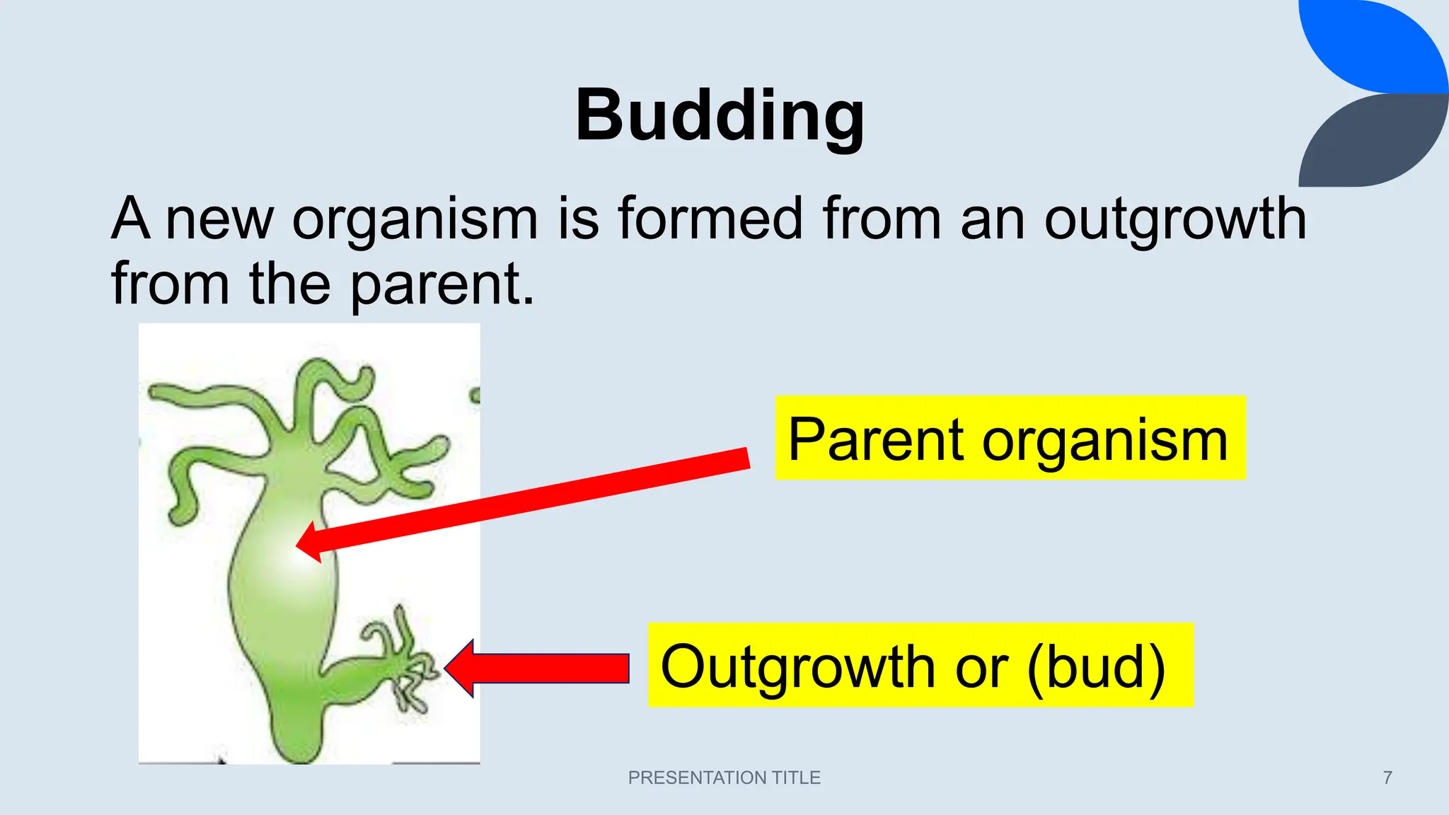 Budding
PRESENTATION TITLE 7
A new organism is formed from an outgrowth
from the parent.
Parent organism
Outgrowth or (bud)
 