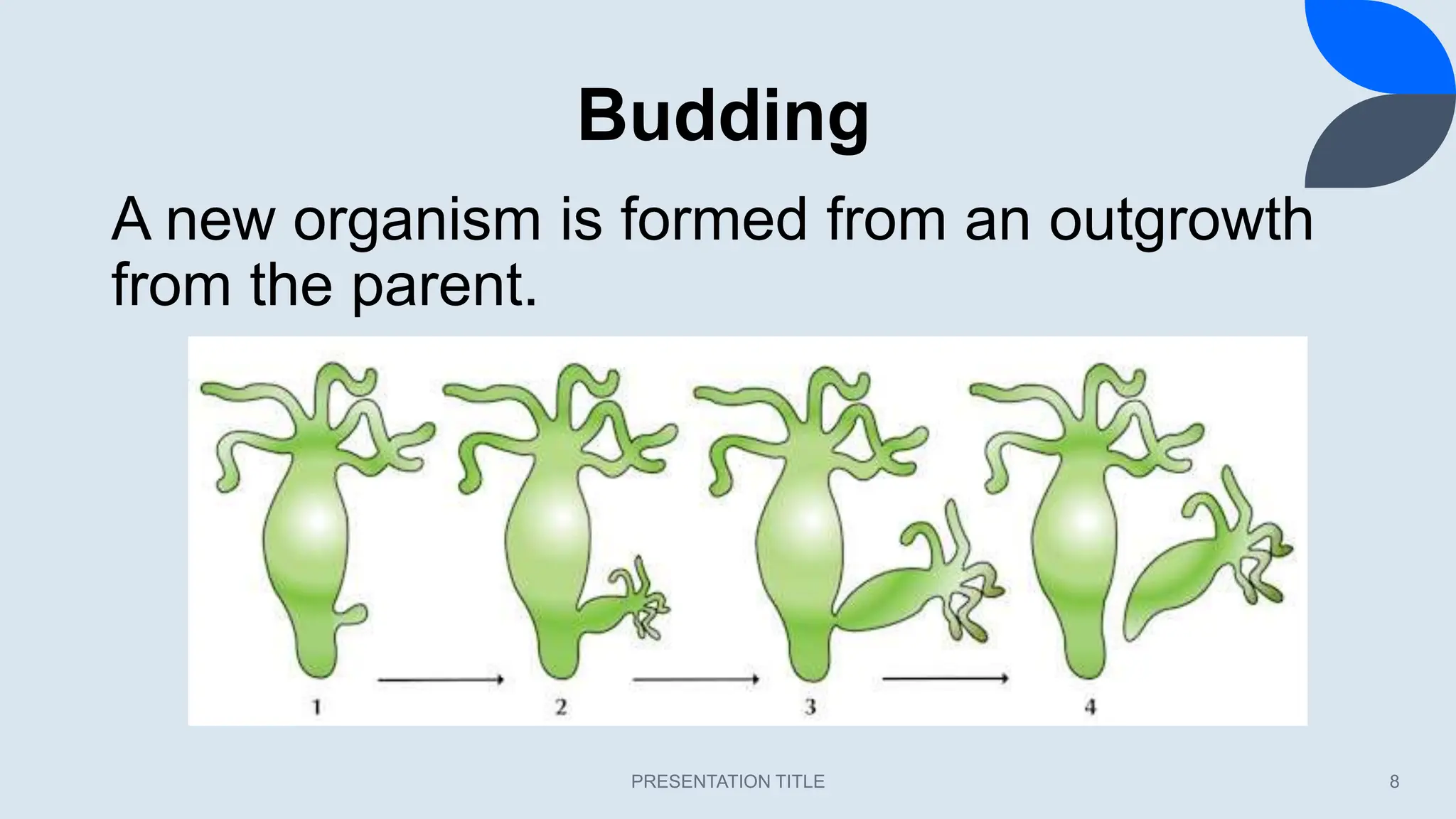 Budding
PRESENTATION TITLE 8
A new organism is formed from an outgrowth
from the parent.
 