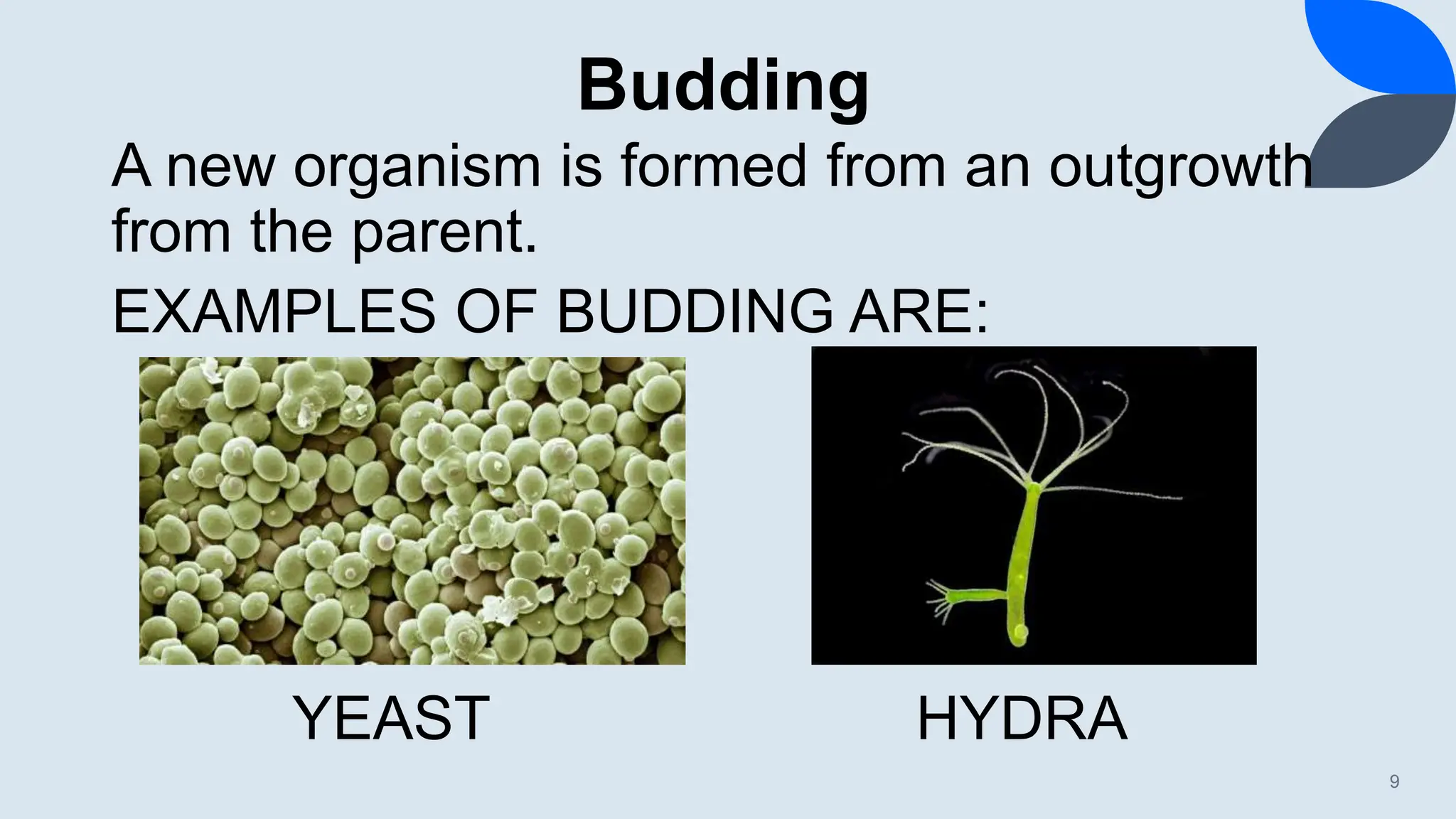 Budding
9
A new organism is formed from an outgrowth
from the parent.
EXAMPLES OF BUDDING ARE:
YEAST HYDRA
 