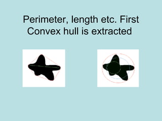 Perimeter, length etc. First
Convex hull is extracted
 