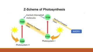 Q2_Pattern of Electron Flow.pptx
