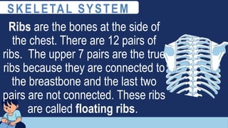 Ribs are the bones at the side of
the chest. There are 12 pairs of
ribs. The upper 7 pairs are the true
ribs because they are connected to
the breastbone and the last two
pairs are not connected. These ribs
are called floating ribs.
SKELETAL SYSTEM
 