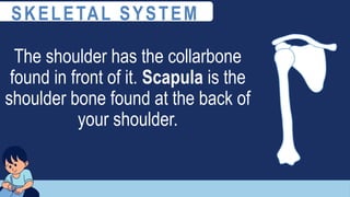 The shoulder has the collarbone
found in front of it. Scapula is the
shoulder bone found at the back of
your shoulder.
SKELETAL SYSTEM
 