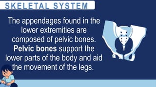The appendages found in the
lower extremities are
composed of pelvic bones.
Pelvic bones support the
lower parts of the body and aid
the movement of the legs.
SKELETAL SYSTEM
 