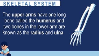 The upper arms have one long
bone called the humerus and
two bones in the lower arm are
known as the radius and ulna.
SKELETAL SYSTEM
 