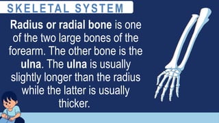 Radius or radial bone is one
of the two large bones of the
forearm. The other bone is the
ulna. The ulna is usually
slightly longer than the radius
while the latter is usually
thicker.
SKELETAL SYSTEM
 