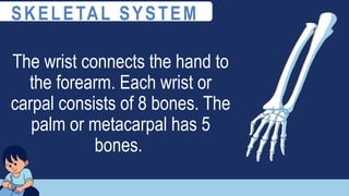 The wrist connects the hand to
the forearm. Each wrist or
carpal consists of 8 bones. The
palm or metacarpal has 5
bones.
SKELETAL SYSTEM
 