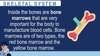 Inside the bones are bone
marrows that are very
important for the body to
manufacture blood cells. Bone
marrows are of two types, the
red bone marrow and the
yellow bone marrow.
SKELETAL SYSTEM
 