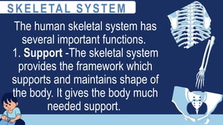 The human skeletal system has
several important functions.
1. Support -The skeletal system
provides the framework which
supports and maintains shape of
the body. It gives the body much
needed support.
SKELETAL SYSTEM
 