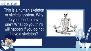 R E V I E W
This is a human skeleton
or skeletal system. Why
do you need to have
one? What do you think
will happen if you do not
have a skeleton?
 