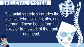 The axial skeleton includes the
skull, vertebral column, ribs, and
sternum. These bones form the
axes or framework of the trunk
and head.
SKELETAL SYSTEM
 
