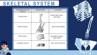 SKELETAL SYSTEM
 