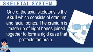 One of the axial skeletons is the
skull which consists of cranium
and facial bones. The cranium is
made up of eight bones joined
together to form a rigid case that
protects the brain.
SKELETAL SYSTEM
 