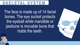 The face is made up of 14 facial
bones. The eye socket protects
the eyeball while mandible or
jawbone is movable bone that
holds the teeth.
SKELETAL SYSTEM
 