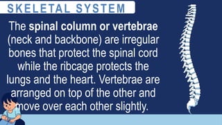 The spinal column or vertebrae
(neck and backbone) are irregular
bones that protect the spinal cord
while the ribcage protects the
lungs and the heart. Vertebrae are
arranged on top of the other and
move over each other slightly.
SKELETAL SYSTEM
 