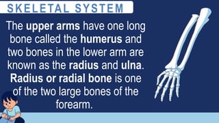 The upper arms have one long
bone called the humerus and
two bones in the lower arm are
known as the radius and ulna.
Radius or radial bone is one
of the two large bones of the
forearm.
SKELETAL SYSTEM
 