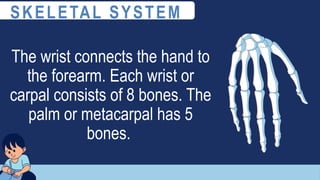 The wrist connects the hand to
the forearm. Each wrist or
carpal consists of 8 bones. The
palm or metacarpal has 5
bones.
SKELETAL SYSTEM
 