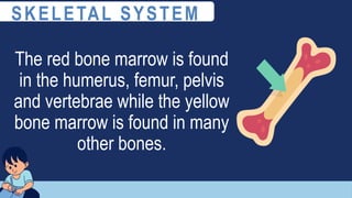 The red bone marrow is found
in the humerus, femur, pelvis
and vertebrae while the yellow
bone marrow is found in many
other bones.
SKELETAL SYSTEM
 