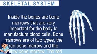 Inside the bones are bone
marrows that are very
important for the body to
manufacture blood cells. Bone
marrows are of two types, the
red bone marrow and the
yellow bone marrow. The red
SKELETAL SYSTEM
 