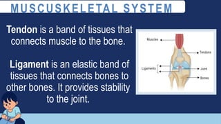 Tendon is a band of tissues that
connects muscle to the bone.
Ligament is an elastic band of
tissues that connects bones to
other bones. It provides stability
to the joint.
MUSCUSKELETAL SYSTEM
 