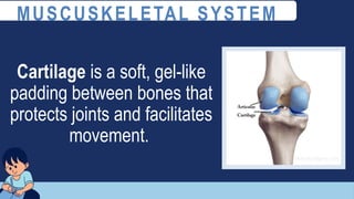 Cartilage is a soft, gel-like
padding between bones that
protects joints and facilitates
movement.
MUSCUSKELETAL SYSTEM
 