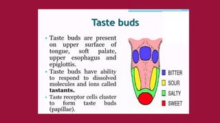 Q2 SENSE OF TASTE jkdshdsjhsbdcxncnhxc.pdf