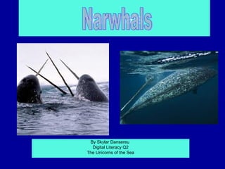 Narwhals

Page 3 5
  Page
     4




    By Skylar Dansereu
     Digital Literacy Q2
   The Unicorns of the Sea
 