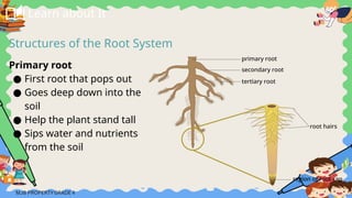 Pop Root Q2 W54444444444444444444444444444444444444.pptx