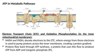 Biology 2 Q2 week 15 the ATP-ADP cycle.pptx